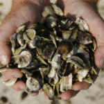 Flesh eating bacteria