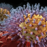 influenza virus